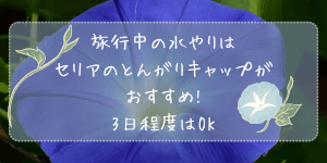 旅行中の水やりはセリアのとんがりキャップがおすすめ!3日程度はOK